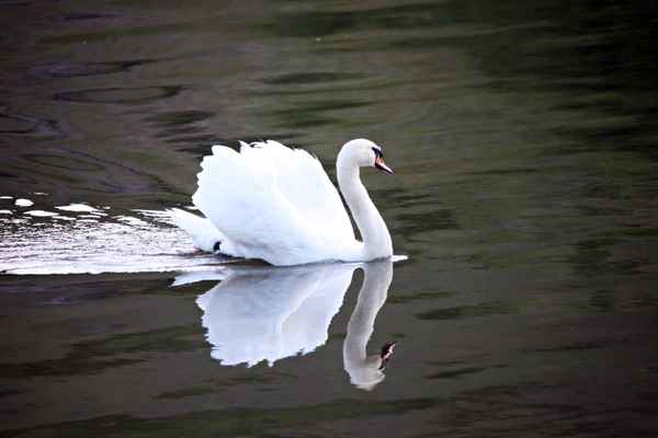 Schwan