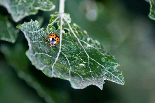 Marienkäfer ganz nah auf einem Blatt