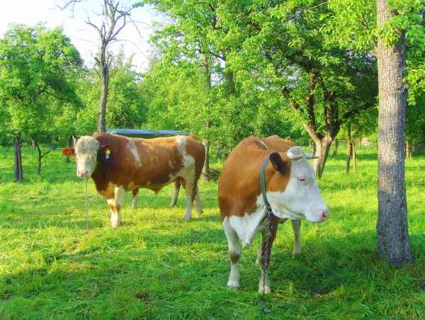 Ursprüngliche Nutzung einer Streuobstwiese