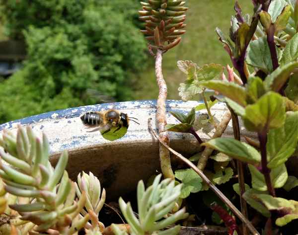 Fliegende Blattschneidebiene mit Nistmaterial