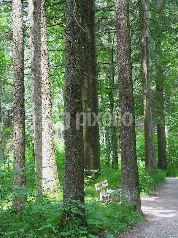 Ruheplatz im Wald