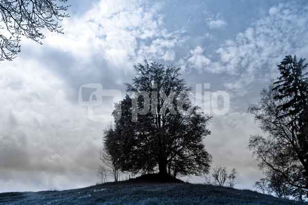 Der Baum