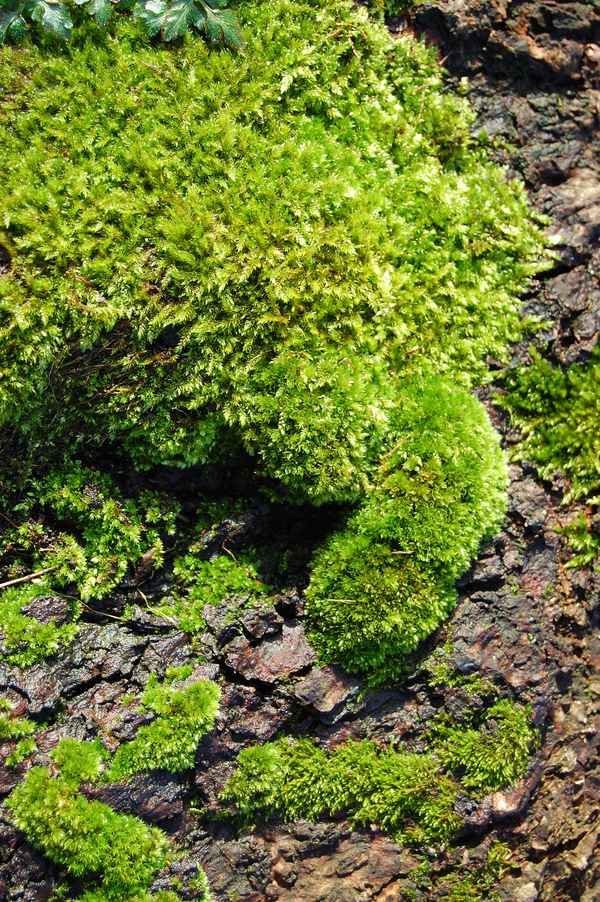 Wurzelmoos im zarten Abendlicht #2