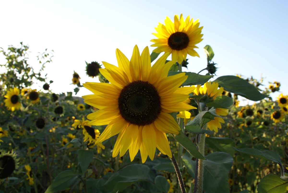Sonnenblumen in der Pfalz