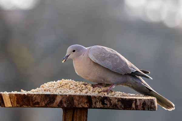 Ich hab auch Hunger!