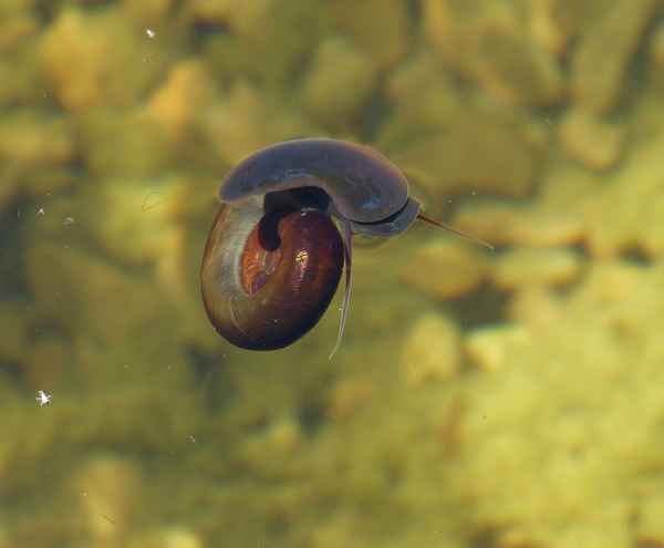 atmende Posthornschnecke