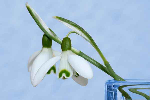 Den Frühling ins Haus geholt...