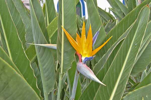 Schriller Paradiesvogel