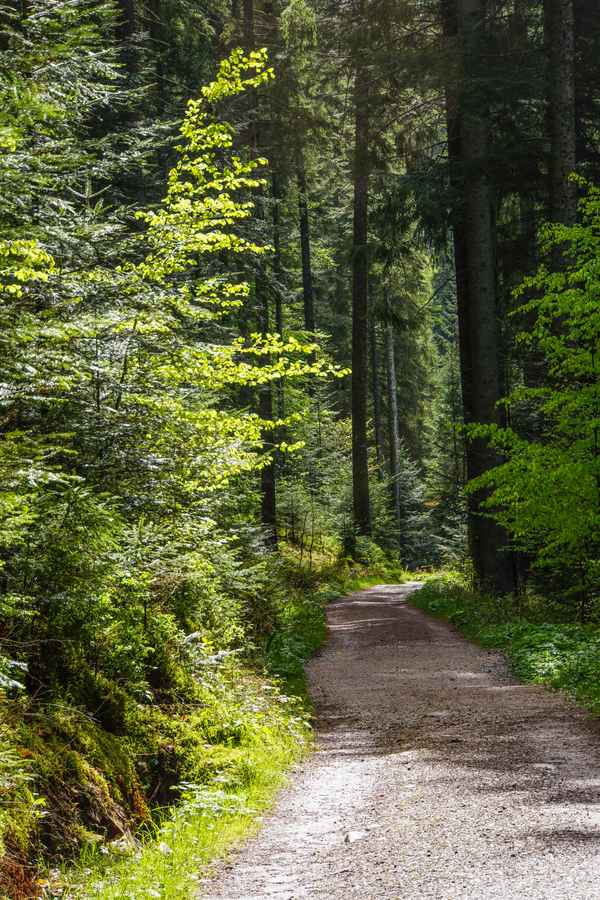 Waldwanderweg im Mai_3