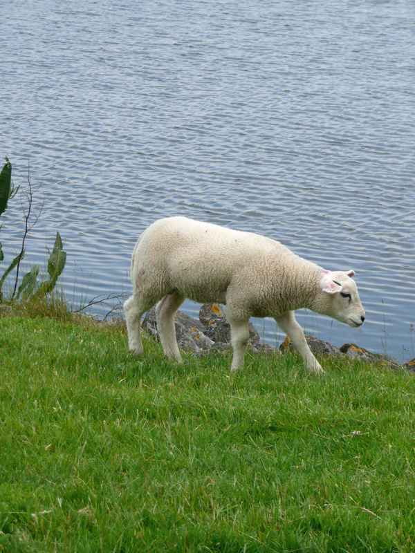 Lamm