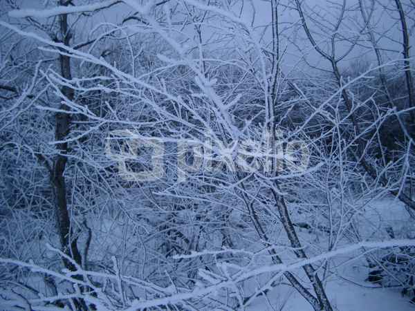 winteräste1