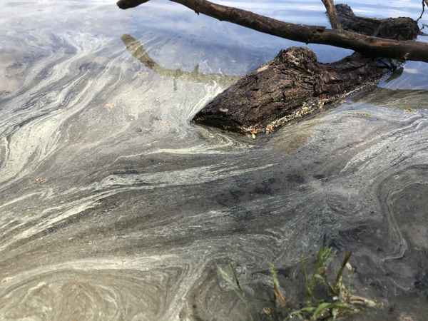 Blütenstaub auf Wasser / Foto: Alexander Hauk