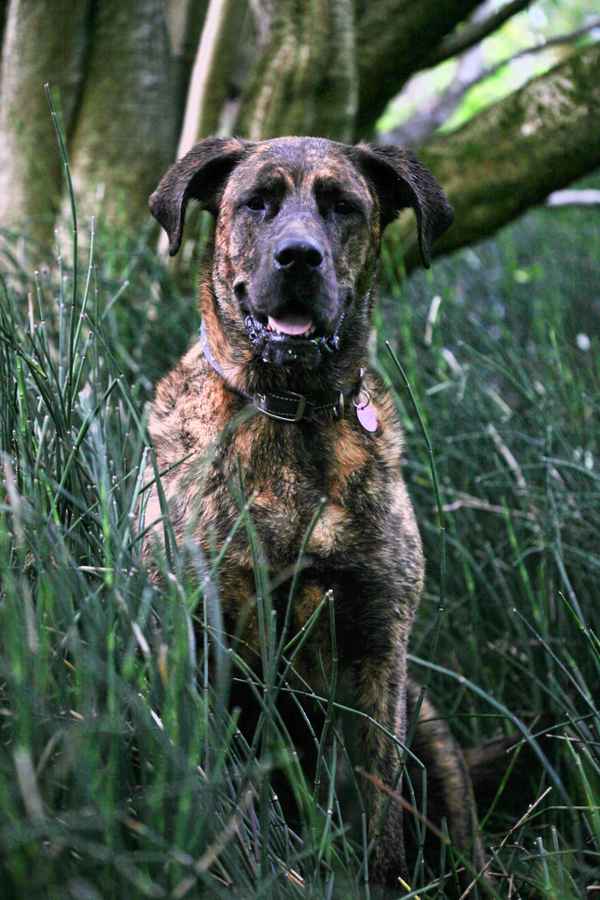 Shadow, Hetties Freundin