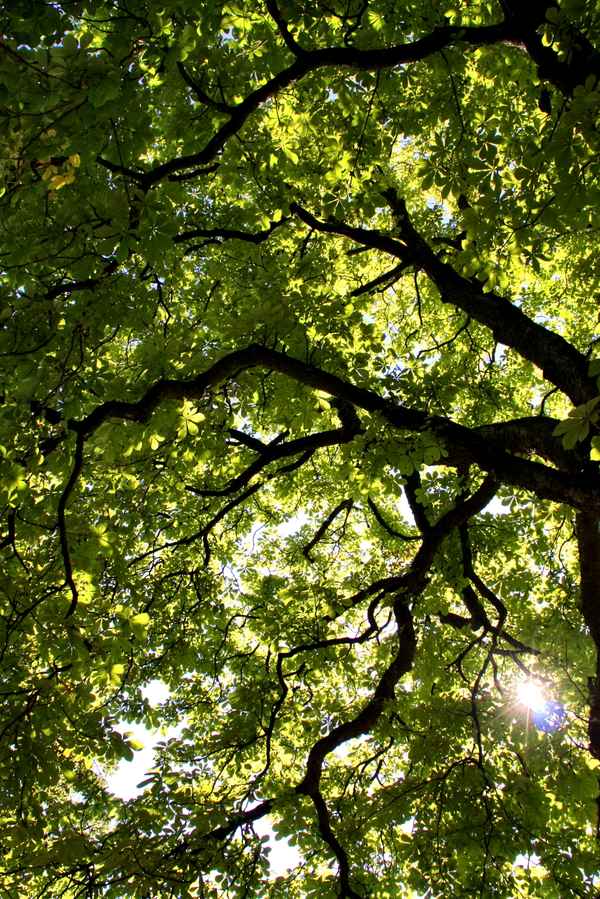 Der Sonne entgegen...