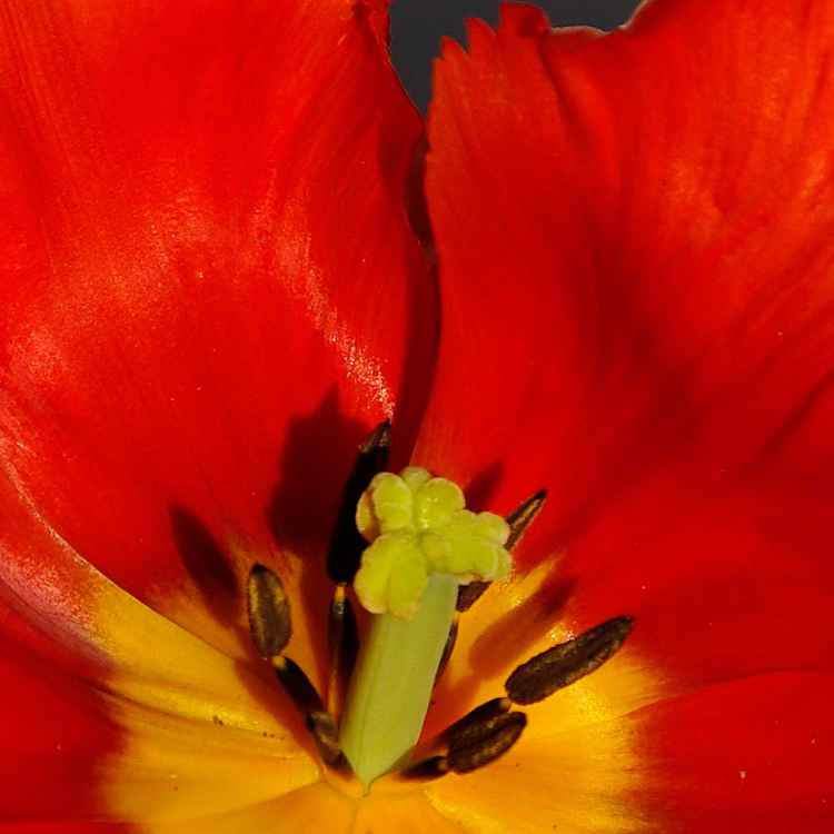Red Tulipa