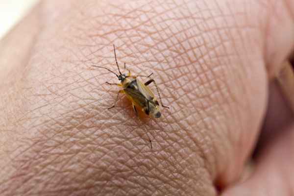 Besuch auf meiner Hand