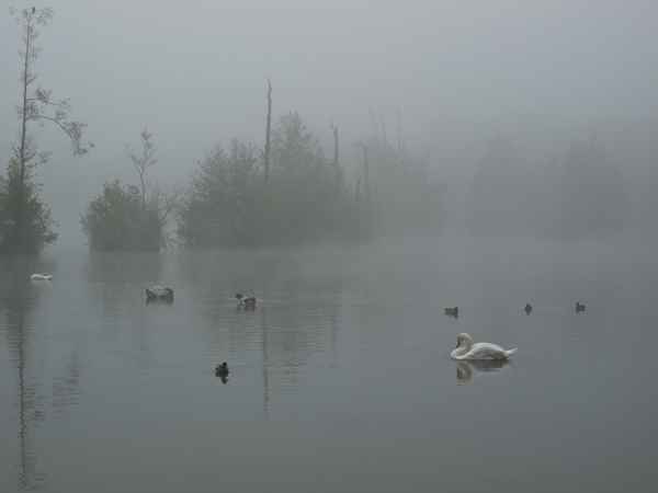 schwäne im septembernebel