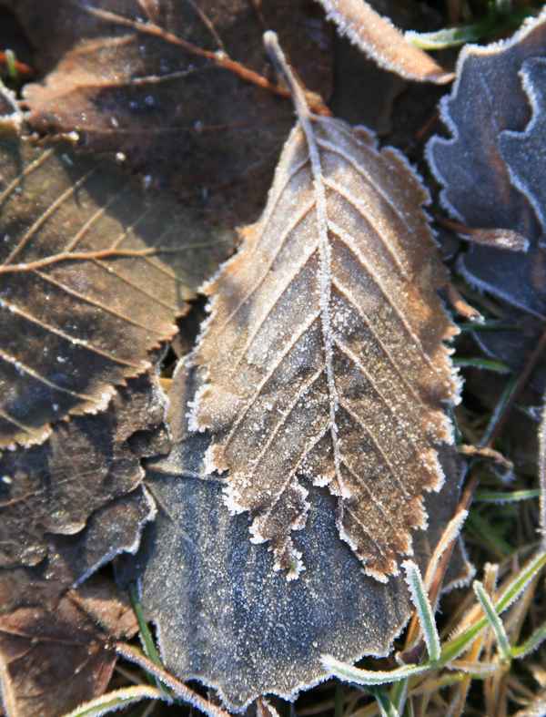 vor dem Winter