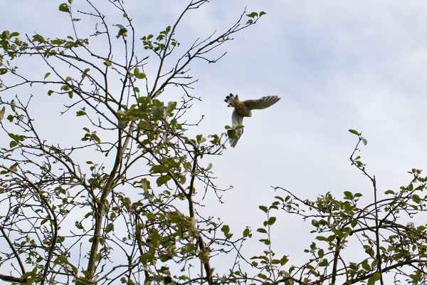 Turmfalke