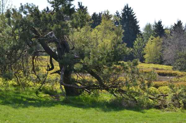 auf dem berg da ist natur