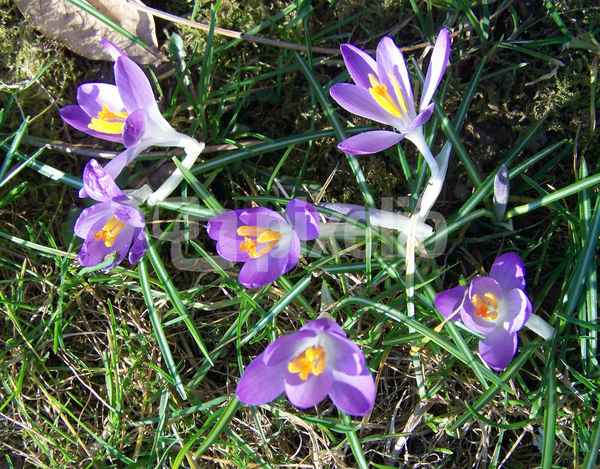 Frühlingsboten 2