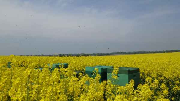 Bienenstöcke im Rapsfeld