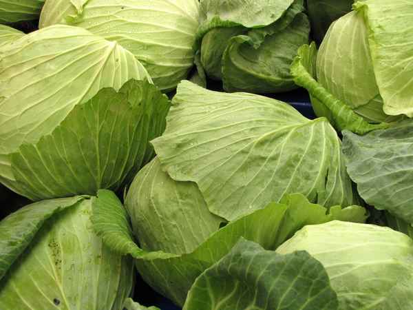 Weißkohl