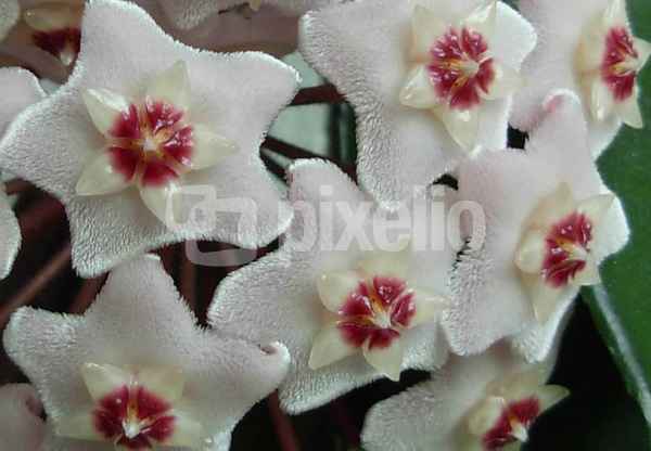 Porzelan/Wachsblume 3