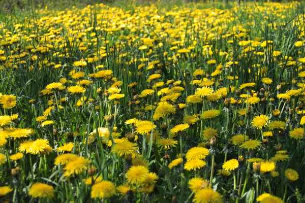 sunny_field
