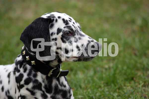 Mailo