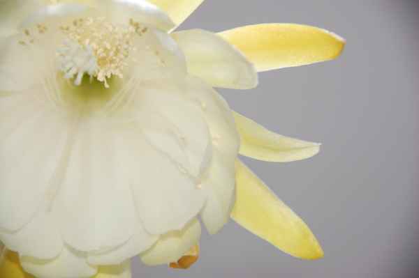 Kaktusblüte