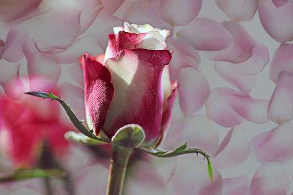 RosenHerz