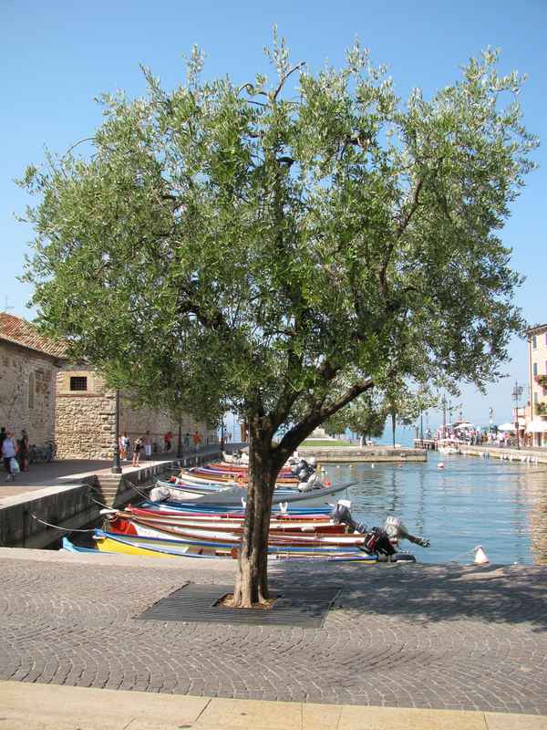 Olivenbaum im Hafen von Lazise - Gardasee
