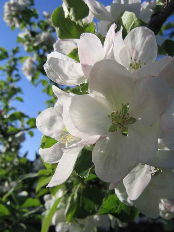 Apfelblüte