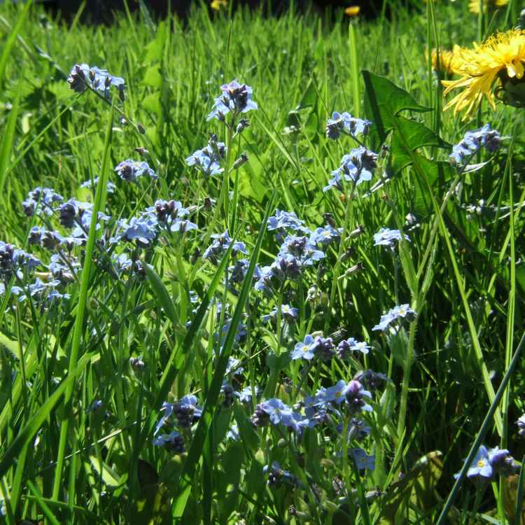 Blumenwiese
