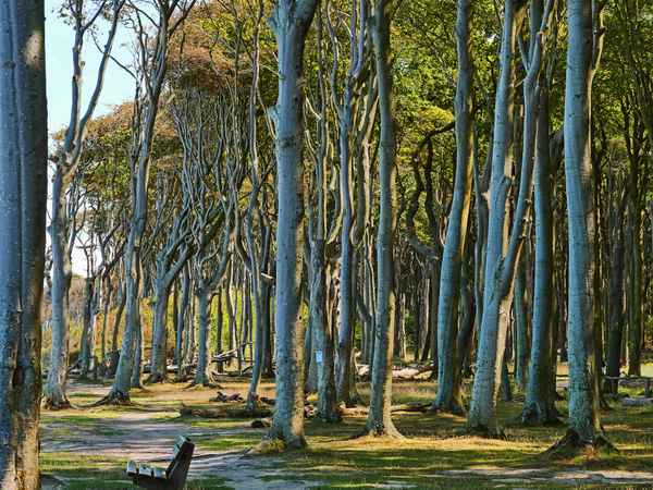 Der Nienhäger Gespensterwald . . . . ,
