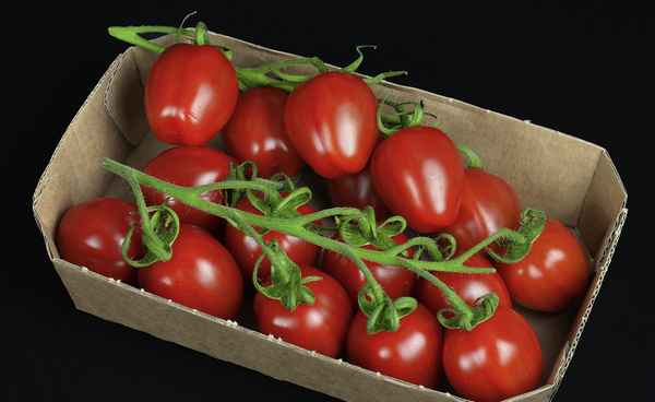 Datteltomaten, frisch vom Markt