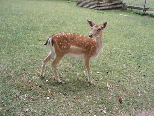 Dammwild