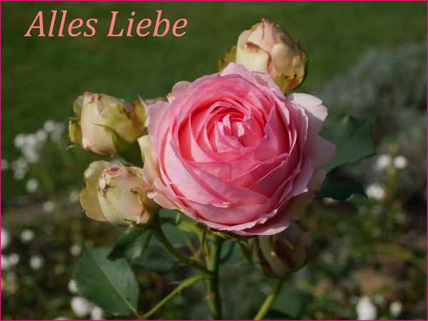 Alles Liebe