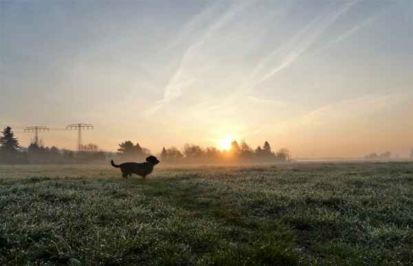 Morgennebel mit Hund