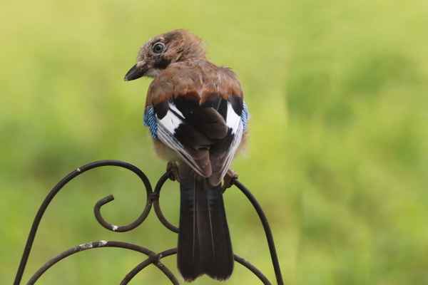 ein schöner rücken, kann auch......