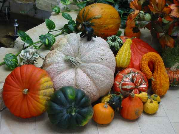 Kürbisse