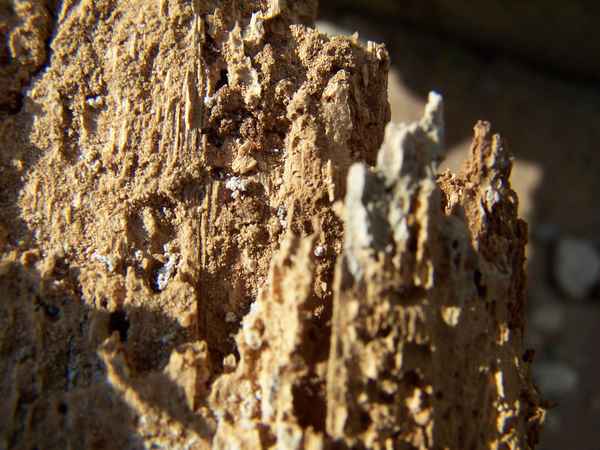 morsches holz