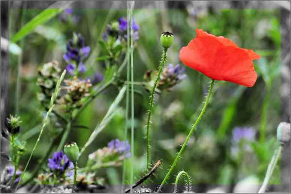 Mohn