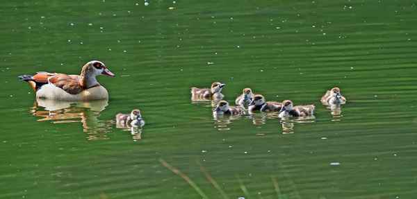 Nilgans mit Nachwuchs