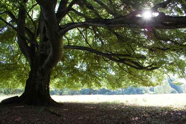 Unter der Riesenbuche