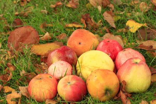 Bio - Logisch, lecker und gesund