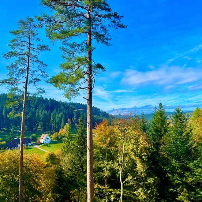 Schwarzwald-Ausblick bei Freudenstadt