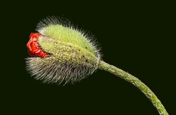 Mohnblüte freigestellt