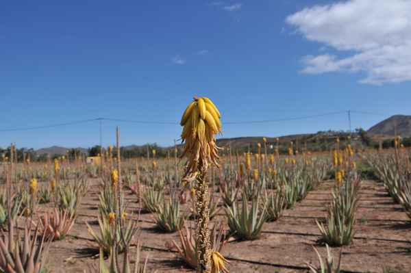 Aloe Vera
